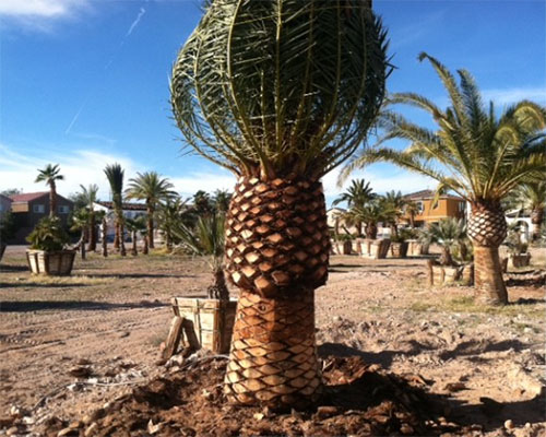 Canary Island Palm