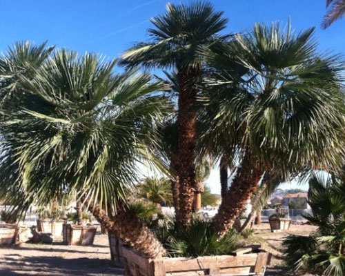 Med Palm